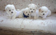 Gratis Coton de tulear cachorros - Foto 1