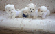 Gratis coton de tulear cachorros