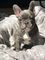 Gratis french bulldog cachorros