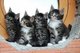 Gratis gatitos maine coon 4 meses