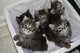 Gratis gatitos maine coon disponible