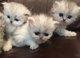Gratis gatitos persas adorables para la adopción