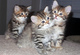 Gratis gatitos siberianos para la adopcion