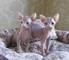 Gratis gato sphynx para montas