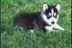 Gratis husky siberiano cachorros