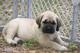 Gratis Inglés mastiff cachorros - Foto 1