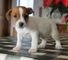 Gratis Jack Russell cachorros gratis - Foto 1