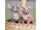 Gratis Macho y hembra sphynyx gatitos - Foto 1