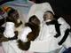 Gratis monos bebe y outro primates - Foto 1