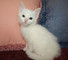 Gratis pedigrí gatos rusos azules para adopción