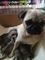 Gratis perritos pug para la adopción