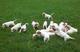 Gratis Perro ibizan cachorros listo - Foto 1