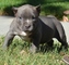 Gratis Pit Bull Cachorros listo - Foto 1