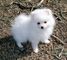 Gratis pomerania cachorros