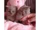 Gratis precioso BSH gatito - Foto 1
