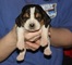 Gratis Regalo Basset hound cachorros - Foto 1