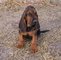 Gratis Regalo Boerboel cachorros - Foto 1