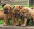 Gratis regalo boerboel cachorros listo