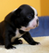 Gratis regalo boston terrier cachorros