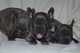 Gratis regalo bulldog francés cachorros para adopcion - Foto 1