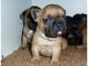 Gratis regalo bulldog francés cachorros para adopcion gratis !!