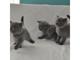 Gratis regalo de british shorthair gatitos