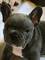 Gratis Regalo french bulldog cachorros - Foto 1