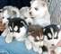 Gratis Regalo Husky siberiano cachorros - Foto 1