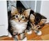 Gratis regalo maine coon gatitos para los nuevos hogares