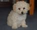 Gratis regalo poodle micro toy cachorros