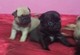 Gratis regalo pug cachorros disponible