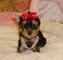 Gratis Regalo Yorkshire terrier cachorros - Foto 1