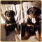 Gratis rottweiler cachorros