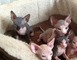 Gratis sphynx gatitos disponibles