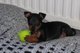 Gratis Terrier de juguete inglés cachorros Regalo - Foto 1