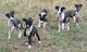 Gratis Wolfhound irlandés cachorros Regalo - Foto 1