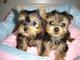 Gratis Yorkshire Terrier cachorros para la adopción - Foto 1