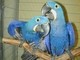 Loros del macaw del hyacinth para la venta