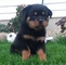 Magnífico Rottweiler para la Adopción - Foto 1