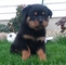 Magnífico rottweiler para la adopción