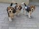 Preciosos cachorros beagles