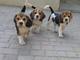 Preciosos cachorros beagles