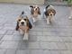 Preciosos cachorros beagles - Foto 2
