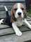 Preciosos cachorros beagles - Foto 3