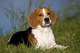 Preciosos cachorros beagles - Foto 5