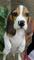 Regalo beagle cachorros disponible