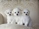 Regalo Bichon frise perritos - Foto 1