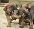 Regalo border terrier cachorros