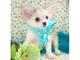 Regalo cachorro chihuahua