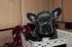 Regalo cachorros bulldog frances en adopcion - Foto 1